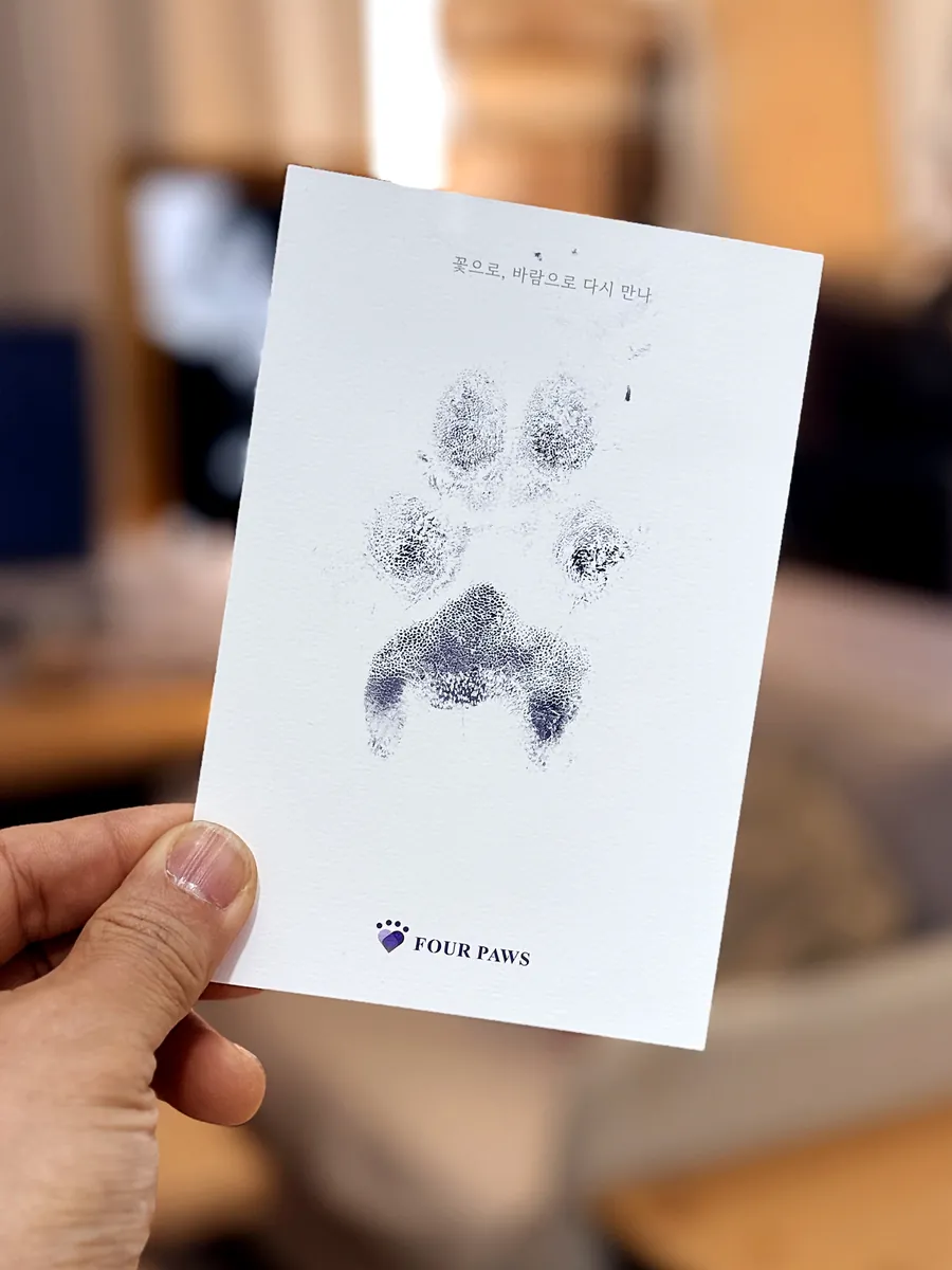 FOUR PAWS 글자가 찍힌 흰 카드에 남긴 보랏빛 발도장을 손에 든 모습