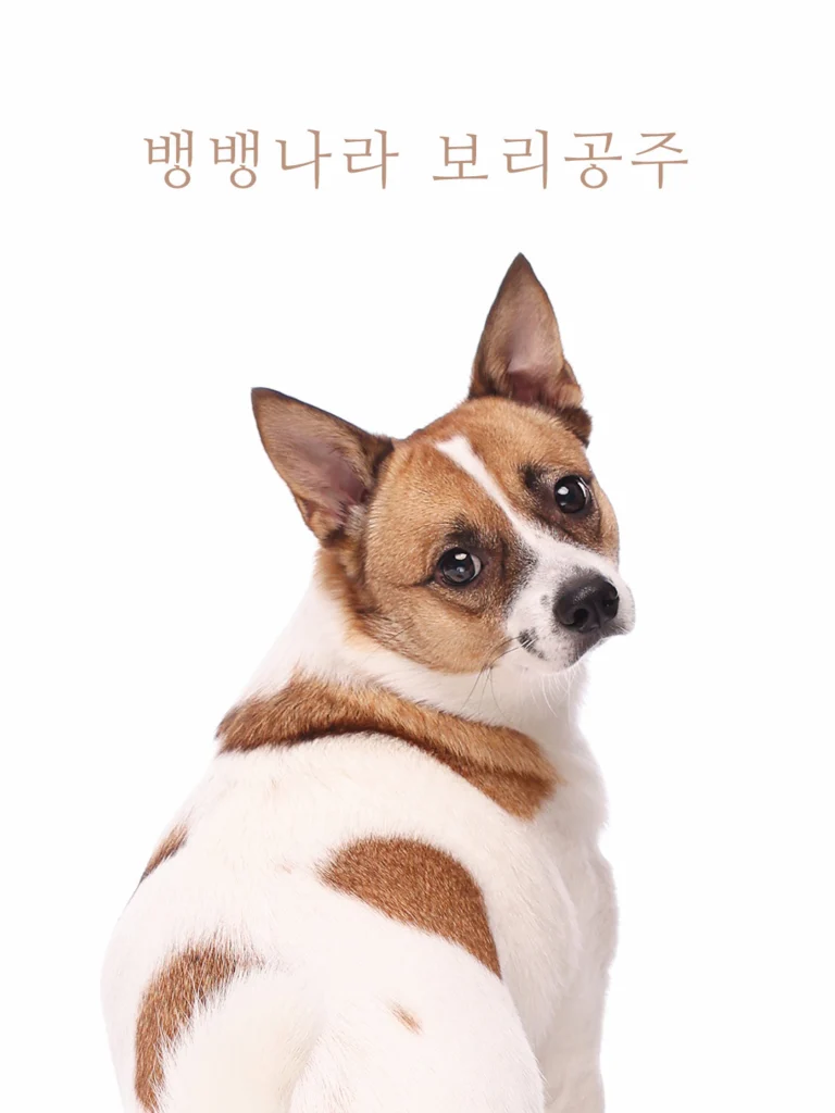 반려견사진 · 뱅뱅나라 보리공주 글자를 넣은 잭 러셀 테리어 · 이층사진관